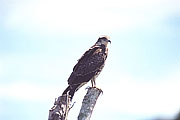 Picture 'Cr1_16_28 Eagle, Costa Rica'